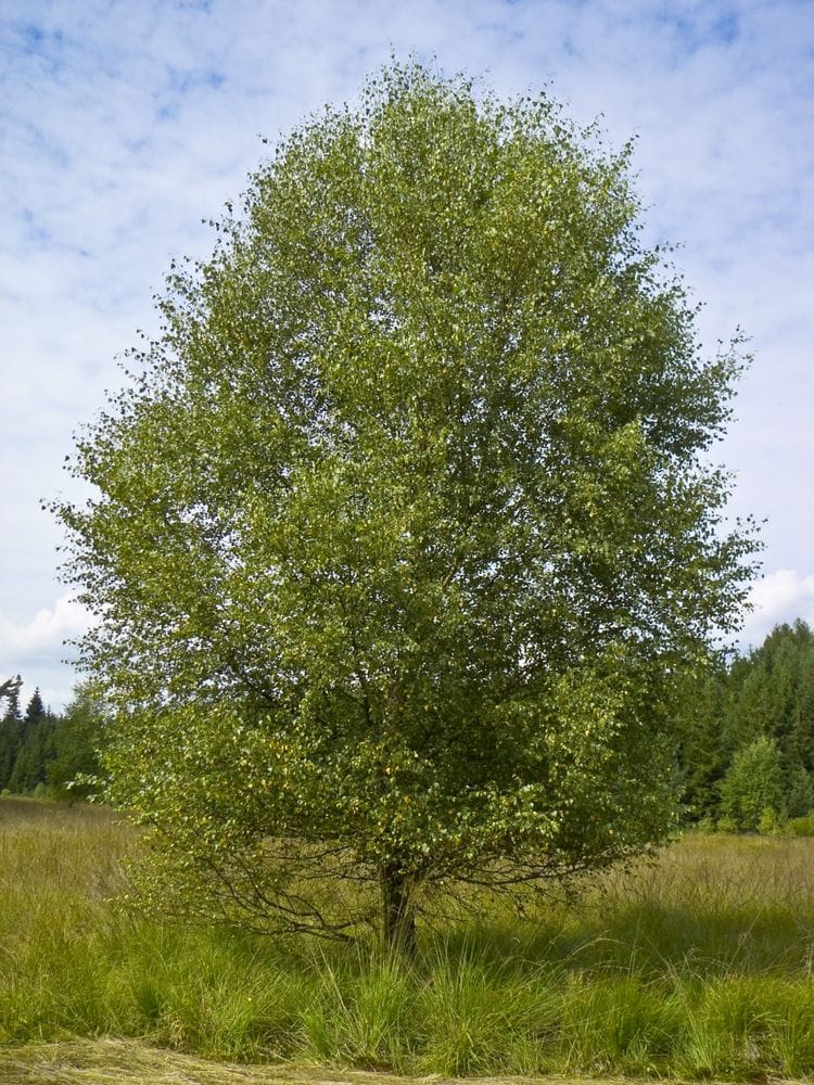 Betula pubescens
